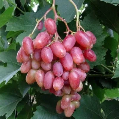 yubiley-novocherkasska-6-233722