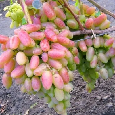 yubiley-novocherkasska-7-233722