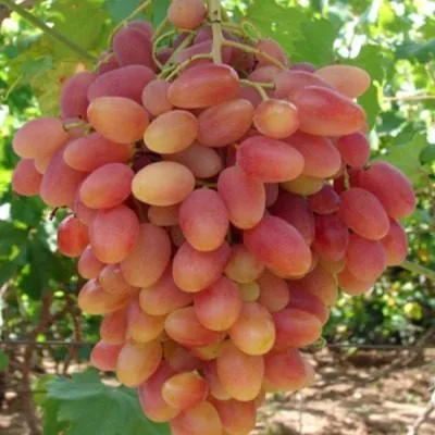 yubiley-novocherkasska-8-233722