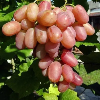 yubiley-novocherkasska-9-233722