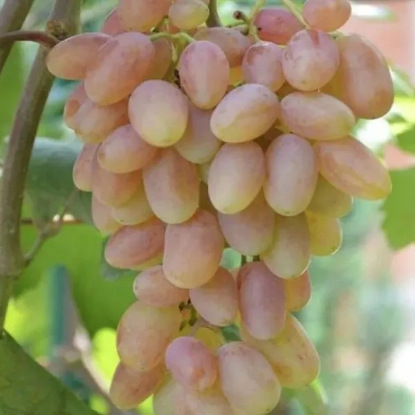 yubiley-novocherkasska-main-233722