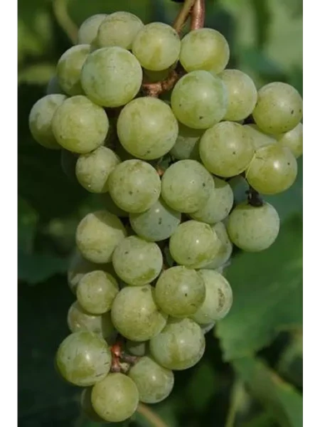 yubileynyy-novgoroda-1-234010