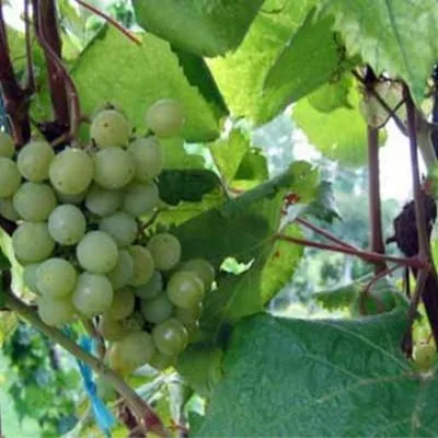 yubileynyy-novgoroda-2-234010