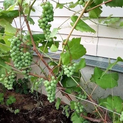 yubileynyy-novgoroda-3-234010