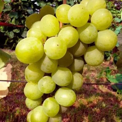 yubileynyy-novgoroda-5-234010