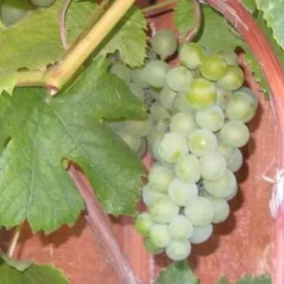 yubileynyy-novgoroda-6-234010