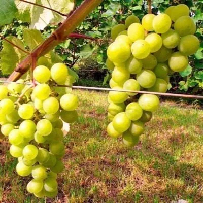 yubileynyy-novgoroda-main-234010