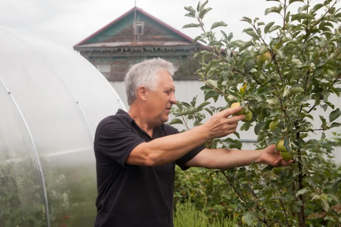 садовод осматривает дерево