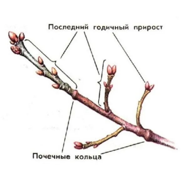 однолетние побеги на ветке