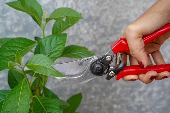 острый секатор в руках