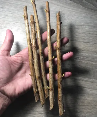 черенки нарезанные на столе