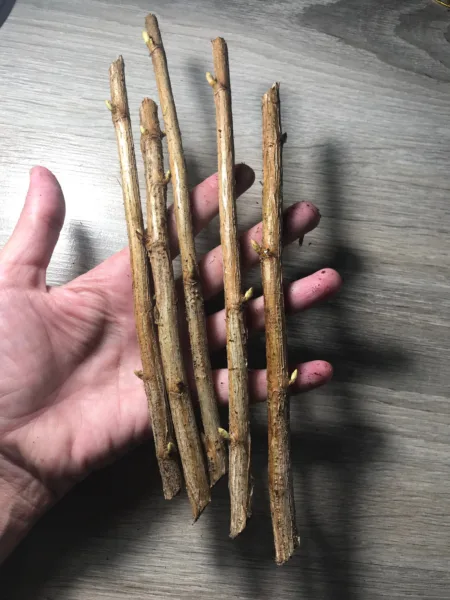 черенки нарезанные на столе