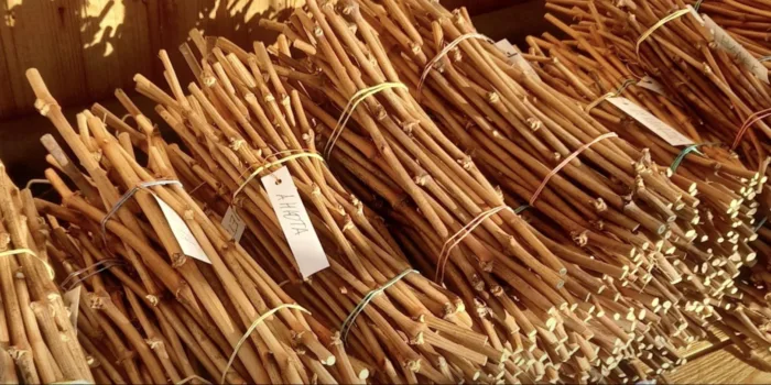 черенки в пучках с этикетками