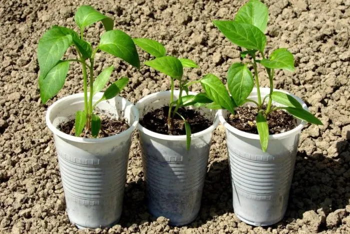 рассада перца в стаканчиках