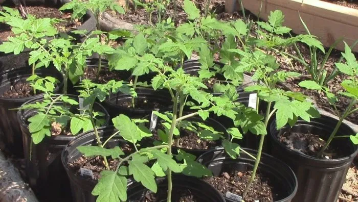 рассада томатов в тени дерева закаливание