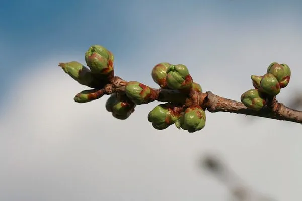 Весеннее опрыскивание по зелёному конусу: сроки, препараты и правила обработки