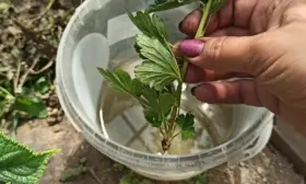 зелёные черенки крыжовника укоренение