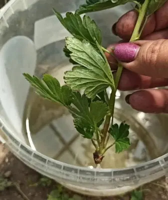зелёные черенки крыжовника укоренение