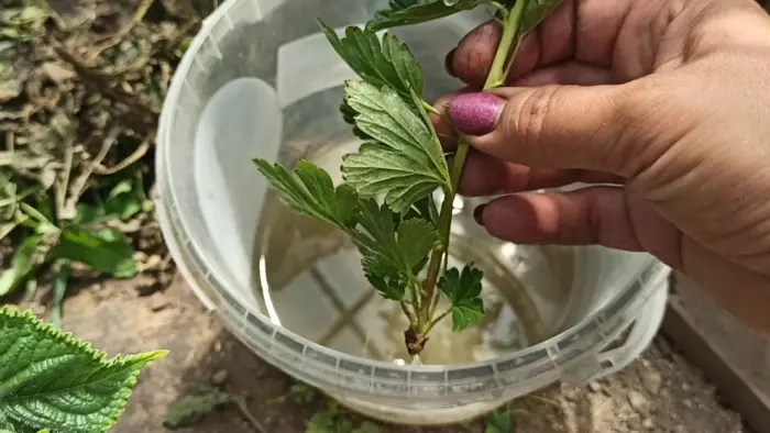 зелёные черенки крыжовника укоренение