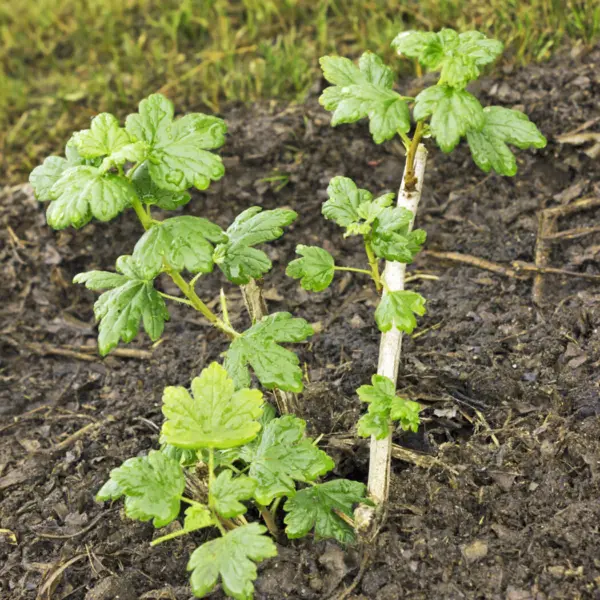 крыжовник молодые зелёные побеги