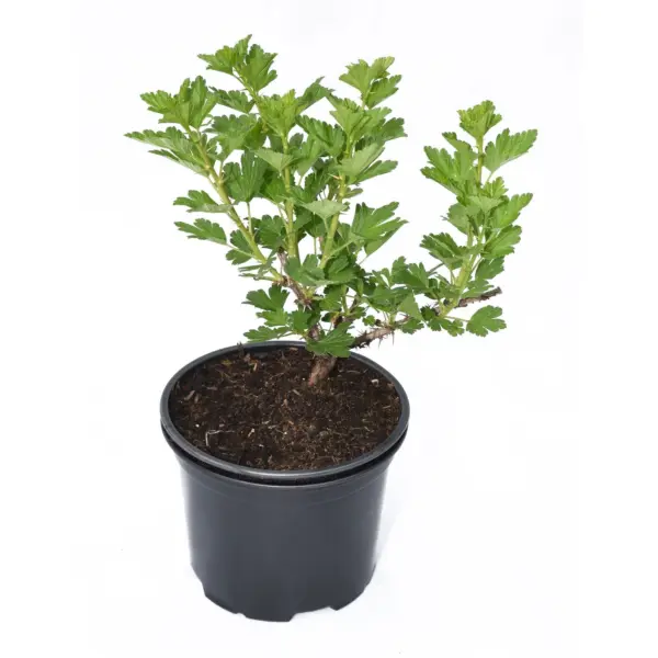 укоренённые саженцы крыжовника