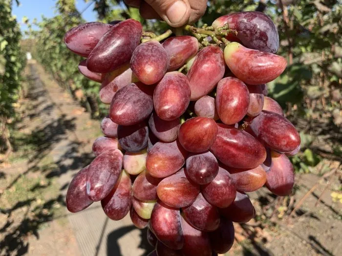 zhuravlenok-3-226366