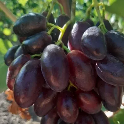 zhuravlenok-4-226366