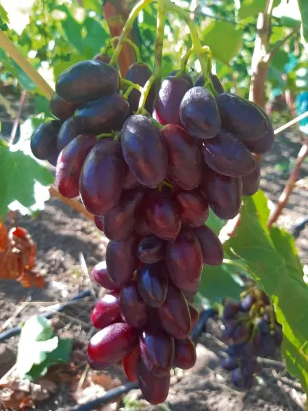 zhuravlenok-main-226366