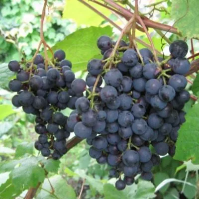 zhuravlik-main-233114