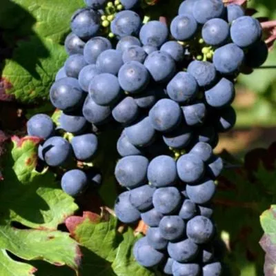 zinfandel-primitivo-2-236817