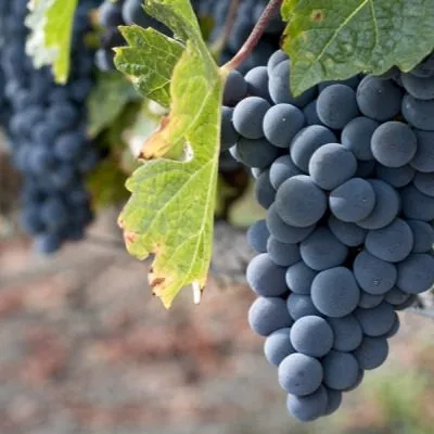 zinfandel-primitivo-3-236817