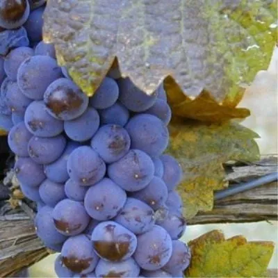 zinfandel-primitivo-4-236817