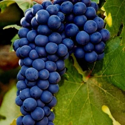 zinfandel-primitivo-5-236817