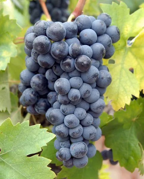 zinfandel-primitivo-main-236817