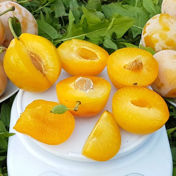afaska-zheltaya-2-254779