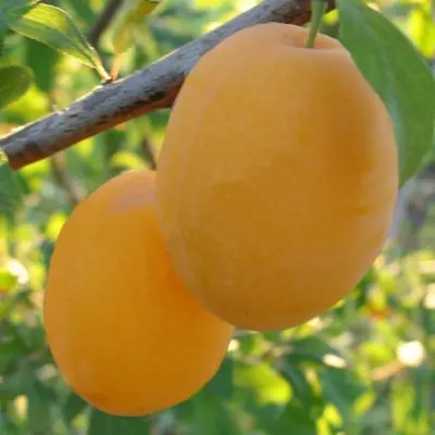 afaska-zheltaya-8-254779