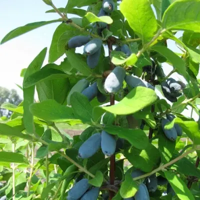 avacha-6-265506