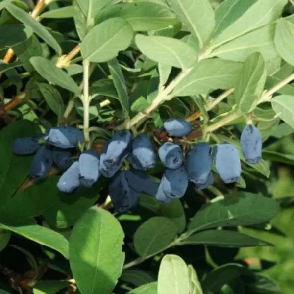 avacha-main-265506
