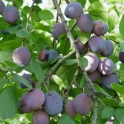 ballada-6-254969