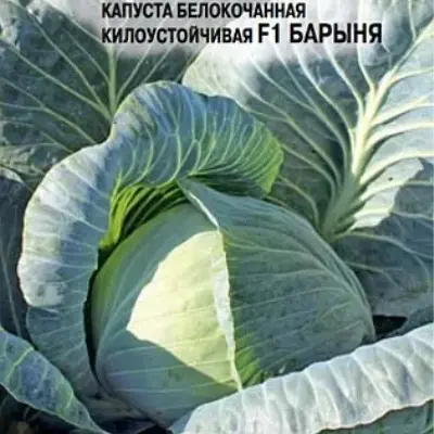 barynya-6-269487