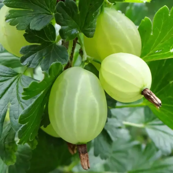 belye-nochi-2-264892