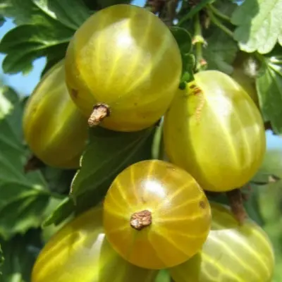 belye-nochi-7-264892