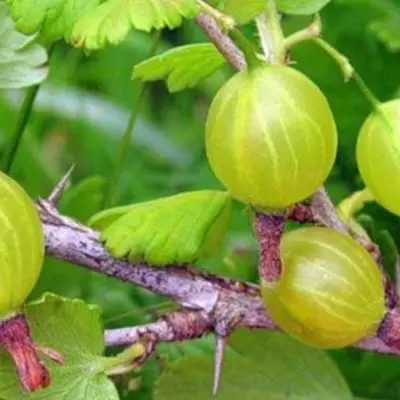belye-nochi-8-264892