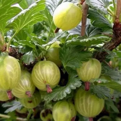 belye-nochi-9-264892