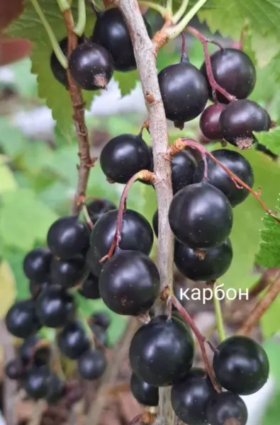 blek-medzhik-karbon-3-261359