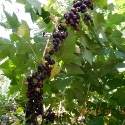 blek-medzhik-karbon-5-261359