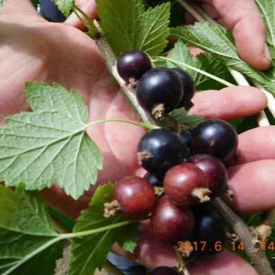 blek-medzhik-karbon-6-261359