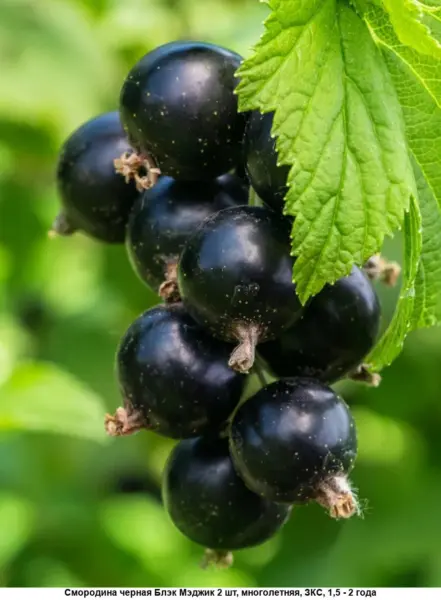 blek-medzhik-karbon-main-261359