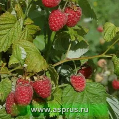 bolgarskiy-rubin-7-259231