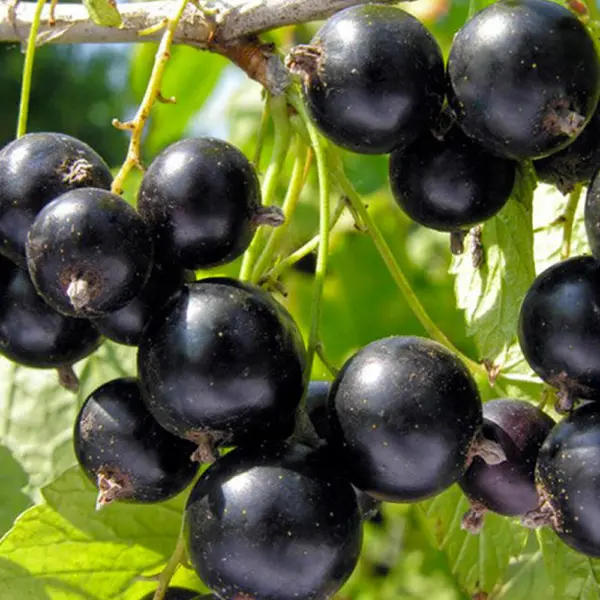bylina-main-262891